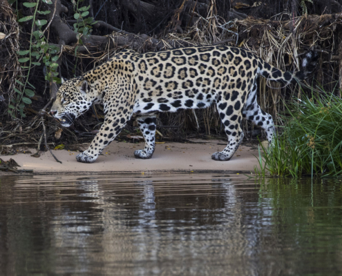 Jaguar in the Pantanal Brazil, Toft Photo Safaris