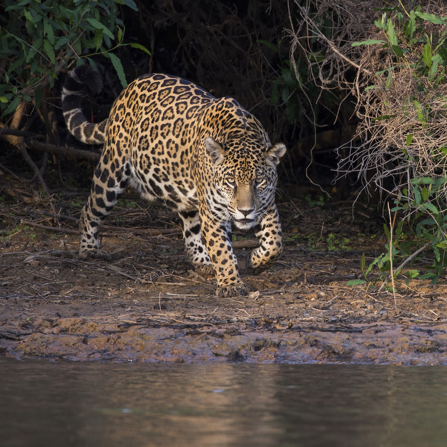 Jaguars of the Pantanal Brazil Photo Expedition - Toft Photo Safaris