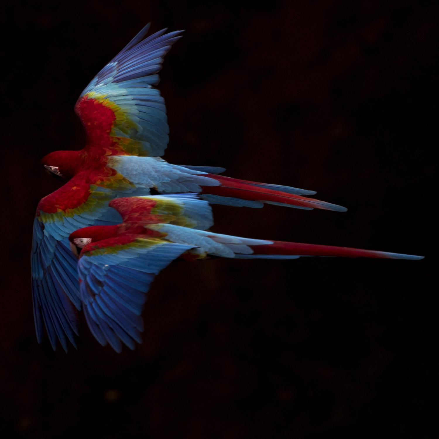 Scarlet Macaws in the Pantanal - Toft Photo Safaris