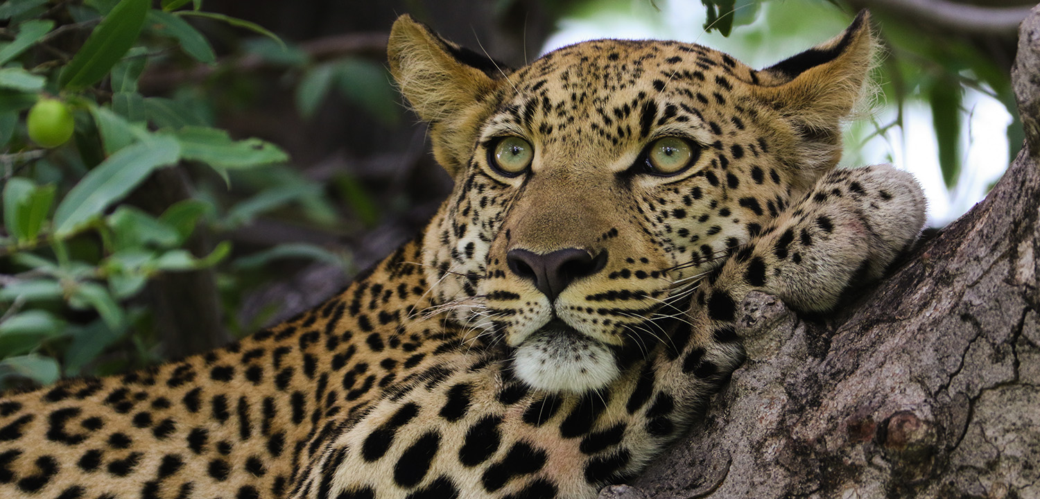 Leopard in a tree - Toft Photo Safaris in Botswana