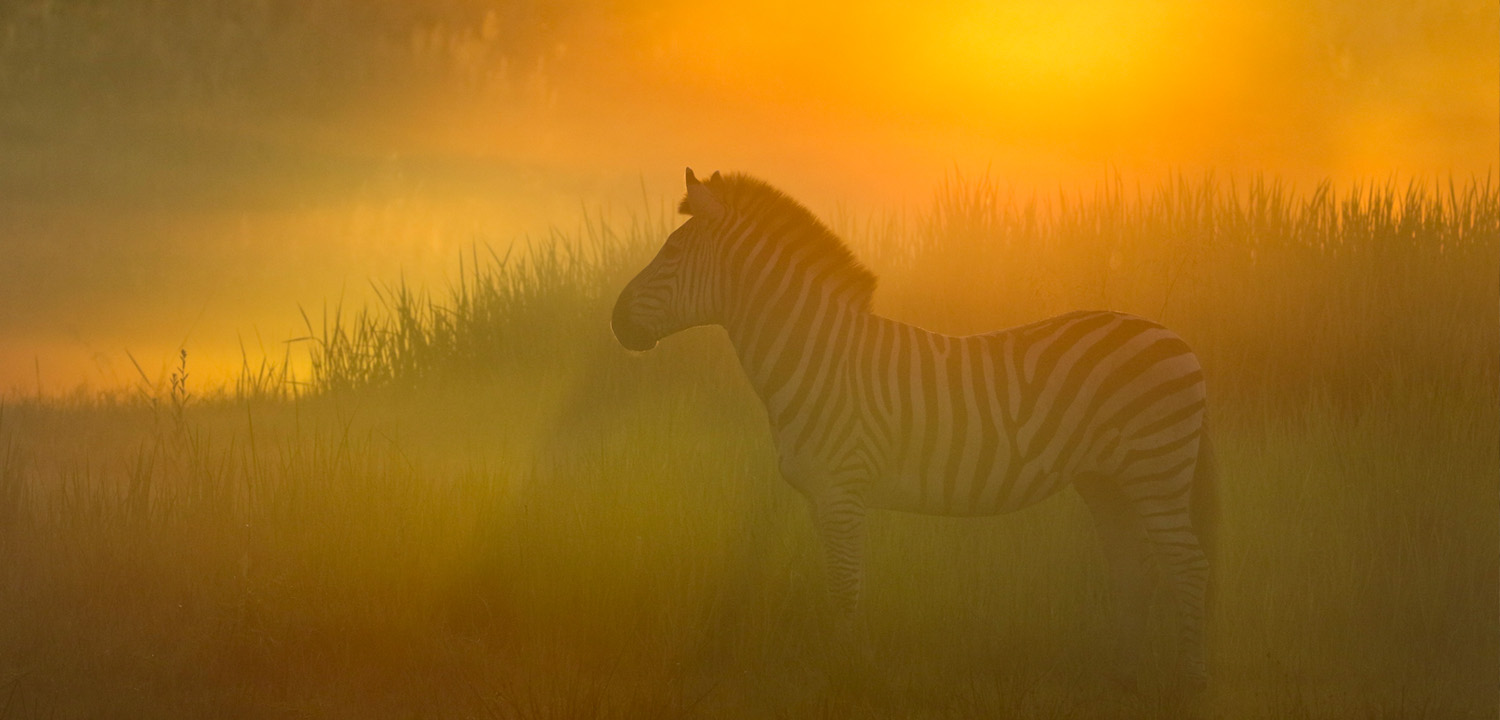 Wild zebra - Toft Photo Safaris in Botswana