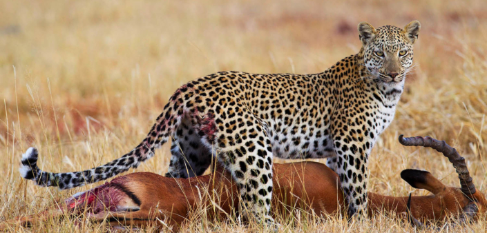 leopard and his kill