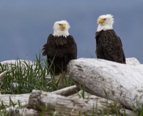 Wild bald eagles in Alaska - Roy Toft Photo Safaris